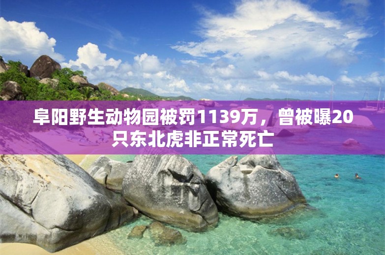 阜阳野生动物园被罚1139万，曾被曝20只东北虎非正常死亡