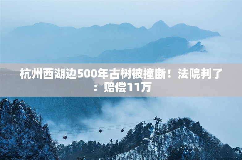 杭州西湖边500年古树被撞断！法院判了：赔偿11万