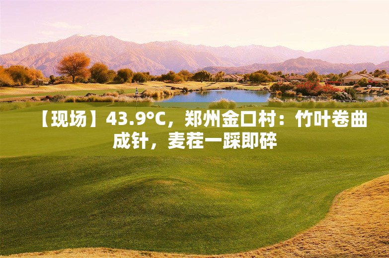 【现场】43.9°C，郑州金口村：竹叶卷曲成针，麦茬一踩即碎