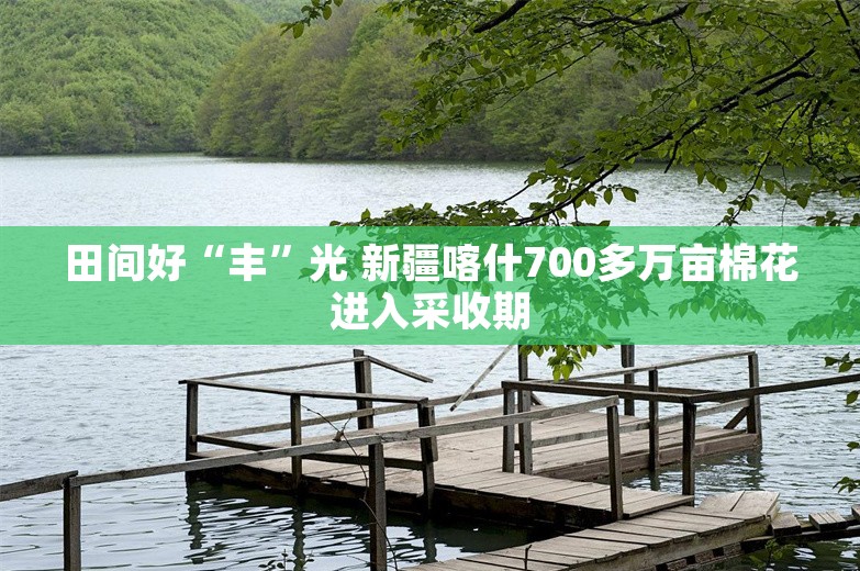 田间好“丰”光 新疆喀什700多万亩棉花进入采收期