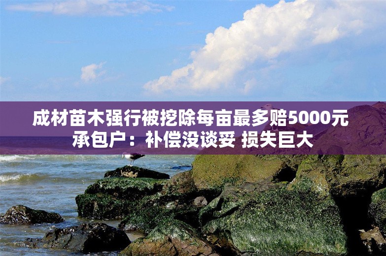 成材苗木强行被挖除每亩最多赔5000元 承包户：补偿没谈妥 损失巨大