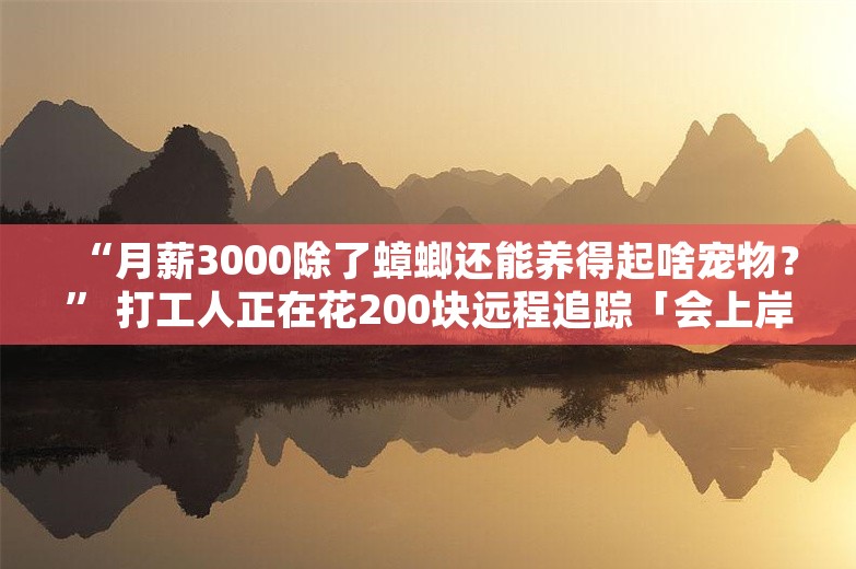 “月薪3000除了蟑螂还能养得起啥宠物？” 打工人正在花200块远程追踪「会上岸的野生鲨鱼」