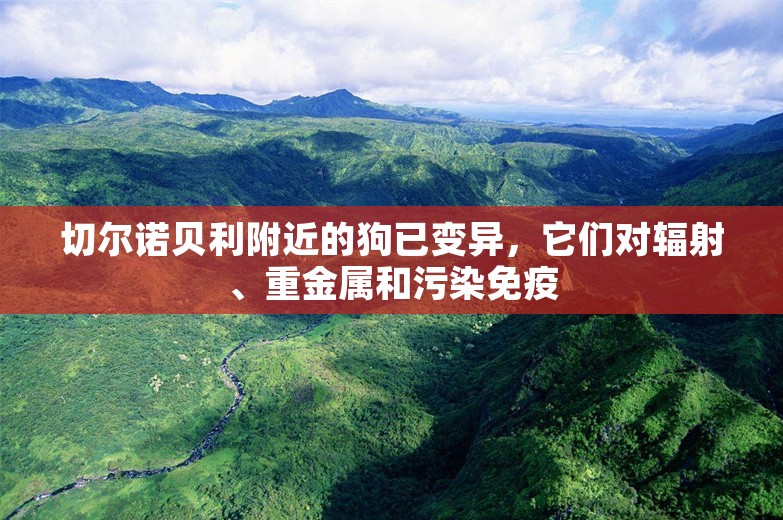 切尔诺贝利附近的狗已变异，它们对辐射、重金属和污染免疫