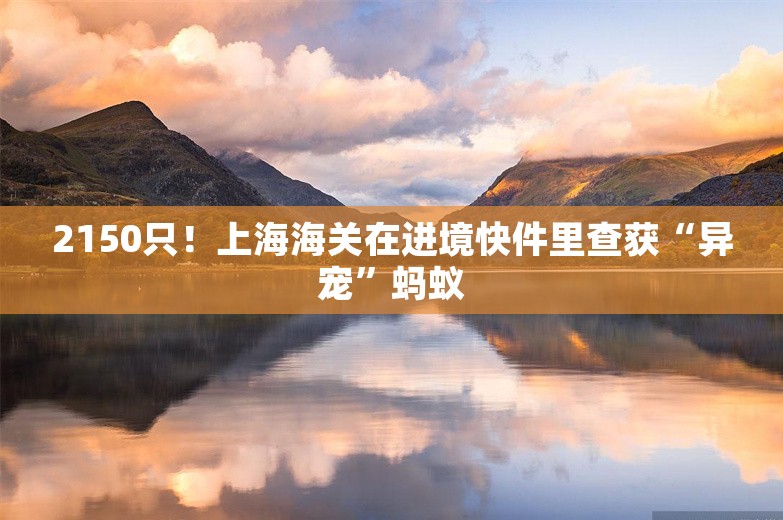 2150只！上海海关在进境快件里查获“异宠”蚂蚁