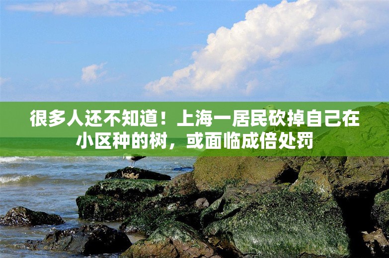 很多人还不知道！上海一居民砍掉自己在小区种的树，或面临成倍处罚