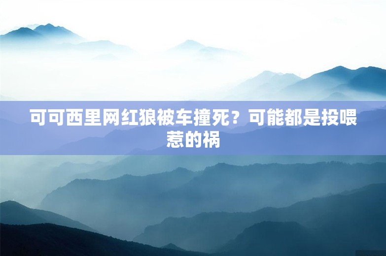 可可西里网红狼被车撞死？可能都是投喂惹的祸